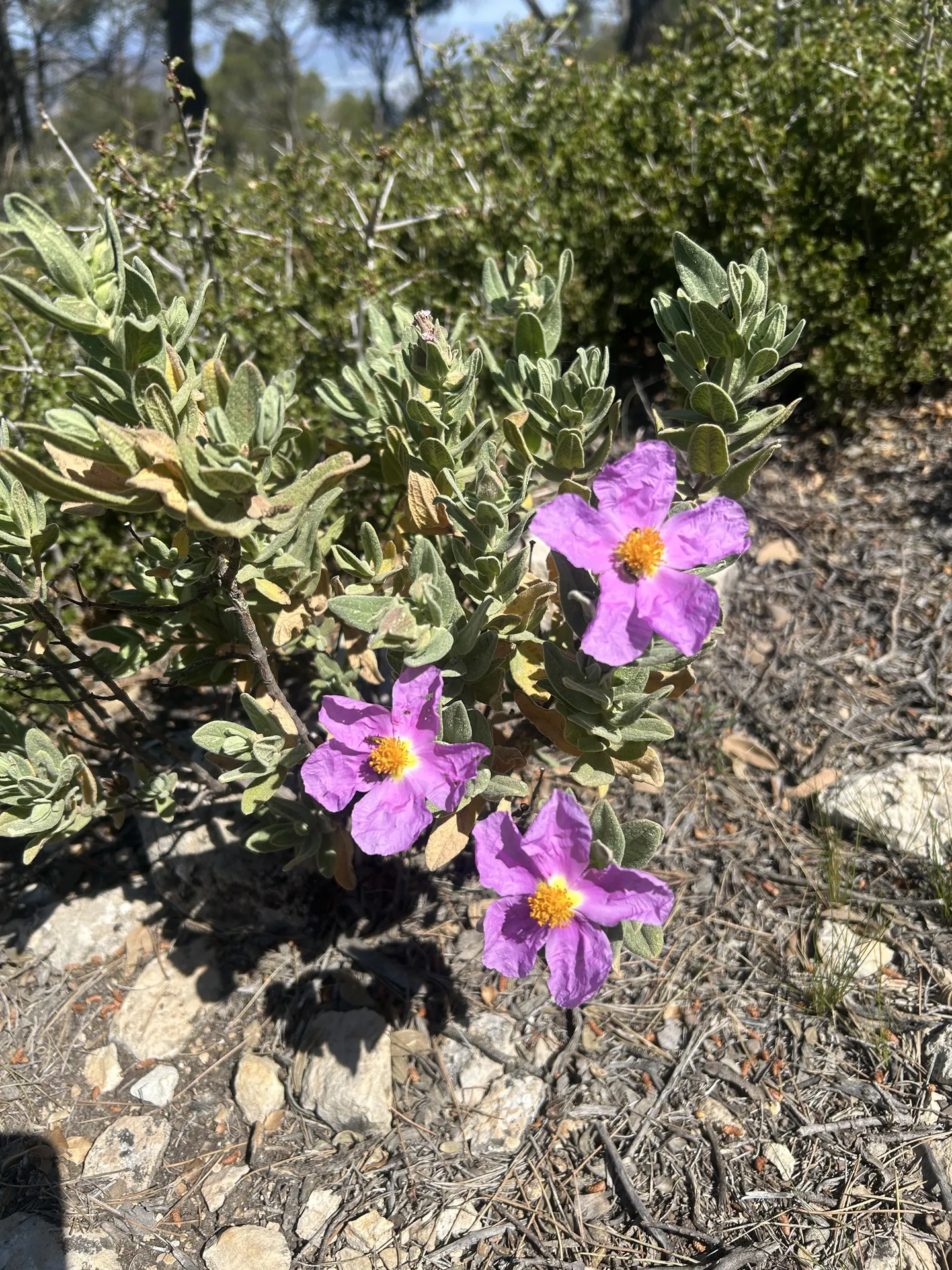 La flora local